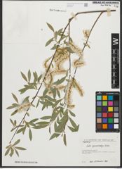 Foto von Salix pycnostachya Andersson
